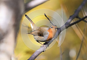 Bird Robin with an orange breast sitting on a tree inforest