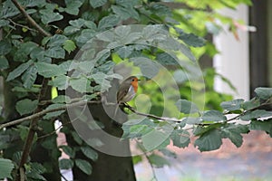 Bird Robin Redbreast in a tree on Landgoed `t Loo in Oldebroek, the Netherlands.