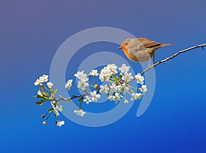 bird Robin sitting in the may spring garden on