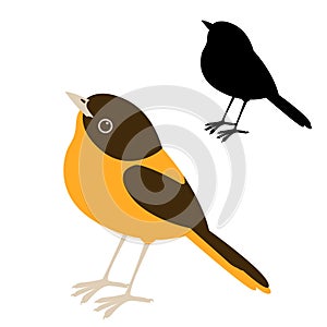 Bird robin vector illustration flat style silhouette