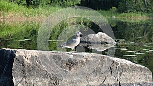 A bird on a rock.