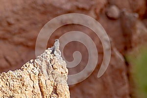 Bird on the rock in Arizona, Horseshoe Bend.