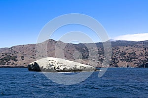 Bird Rock Catalina Island