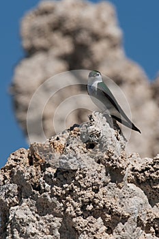 Bird on rock formations