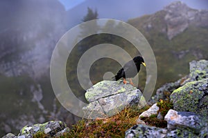 Bird in rock habitat. Alpine Chough, Pyrrhocorax graculus, black bird sitting on the stone with lichen. animal in the mountain