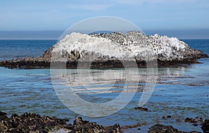 Bird Rock in Monterey Bay