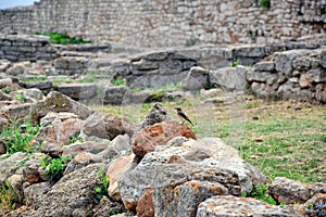 Bird on Rock and Remains at Cape Kaliakra Bulgaria