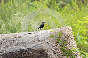 A bird on the rock resting in summer afternoon