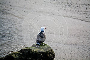 Bird on a rock solitude