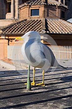 Bird on roof of the St. Peter`s Basilica in Vatican. Seagull stands at the end of the roof. Seagull is watching Rome in winter