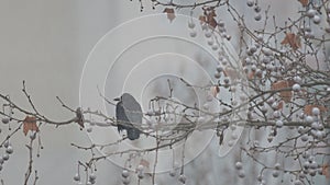 Bird rook Corvus frugilegus in a winter