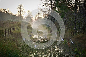 Bird Rookery Swamp Trail CREW Naples Florida sunrise