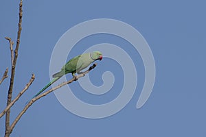 Bird: Rose Ringed Parakeet Perched on Branch of a Tree