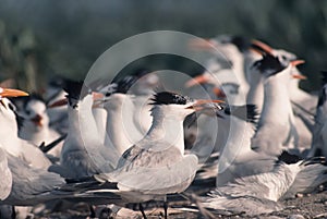 Bird-Royal tern