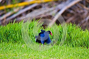 Bird Ruffling Feathers photo