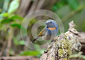 Bird (Rufous-gorgeted Flycatcyer) , Thailand