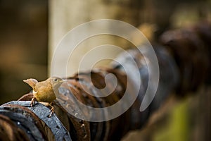 Bird on Rusty Horseshoes