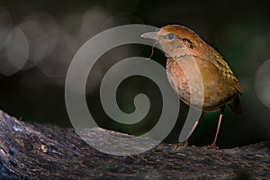 Bird,Rusty-naped Pitta ( Pitta oatesi )