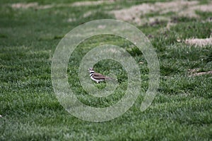 Bird at Ruth Park Golf Course 2020 II