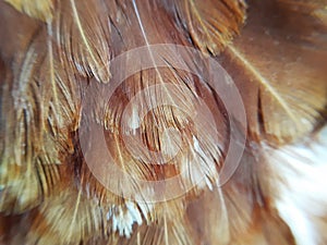 Bird`s brown feather pattern background.
