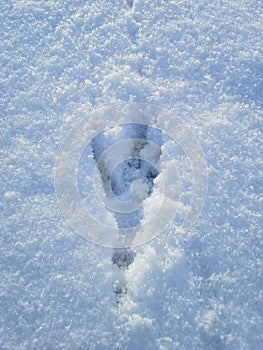 Bird`s Clawprint in the Snow