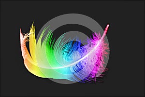 Bird's colorful feather