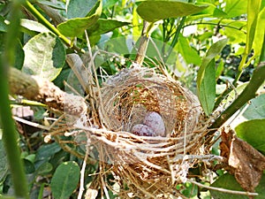 Bird`s egg in the little nest.