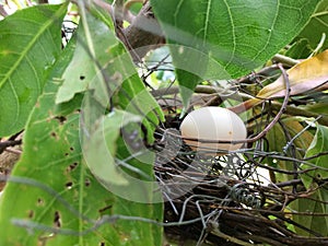 Bird`s egg in the nest