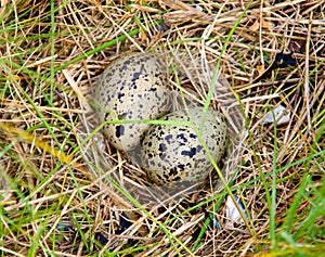 bird's eggs in nest photo