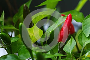 Bird's eye chili fruits - Capsicum frutescens