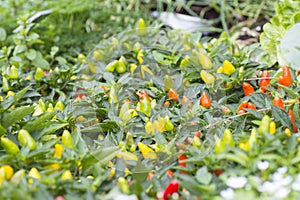 Bird's eye chili grow in the garden.