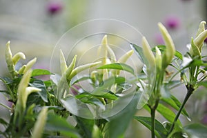 Bird`s eye chili pepper plants growing