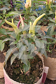 Bird's eye chilli farm for harvest