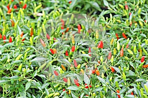 Bird `s Eye Chilli,Thai pepper