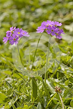 Bird's-eye Primrose - Primula farinosa photo