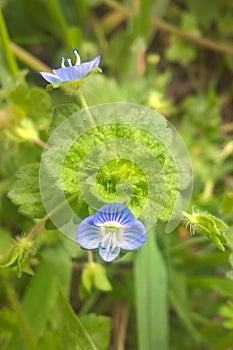 Bird`s Eye Speedwell