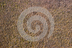 bird`s eye view of burnt forests