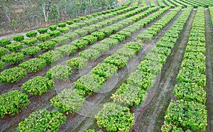 Bird's eye view keynes photo