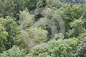 Bird`s eye view on mixed green forest from Uto Kulm or Uetliberg mountain in summer day