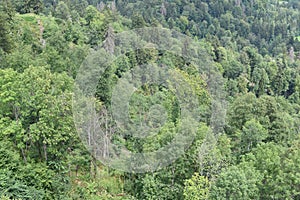 Bird`s eye view on mixed green forest from Uto Kulm or Uetliberg mountain photo