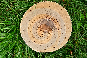Bird`s-eye view of a parasol mushroom in a meadow.