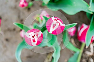 Bird`s eye view of a pink and white tulip, looking down, on a flower farm field. Bright green leaves showing, and depth of field