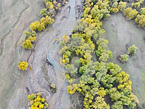 Bird\'s-eye view of Populus euphratica forest from high altitude