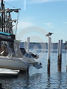 Bird`s Eye View Punta Gorda, Florida photo