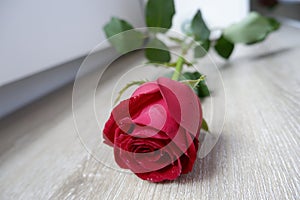 A bird\'s-eye view of a red rose in a vase on the wood-grain floor shows the perfect beauty of the green leafy branches.