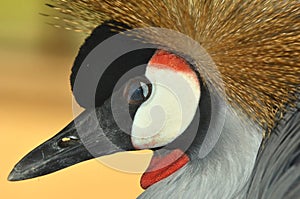 Bird's Eyelid photo