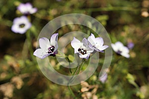 `Bird`s Eyes Gilia` flowers - Gilia Tricolor