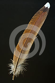 Bird's feather of Copper Pheasant