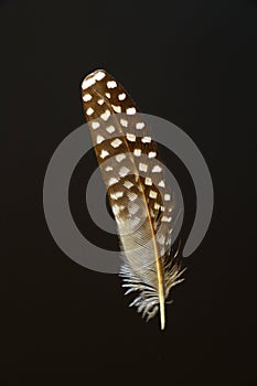 Bird's feather of Double-barred finch