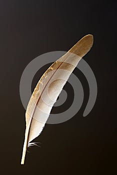 Bird's feather of Japanese quail